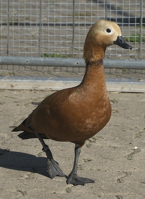 CBA如何